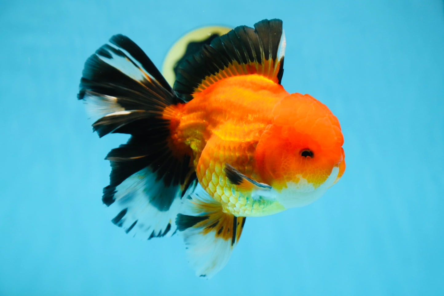 AAA Grade THICK BODY Apache Oranda Male 6-6.5 inches #082925OR_14