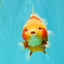 SUPER CUTE AAA Grade Strong Body Structure Kohaku Red White Yuanbao Male 6 inches #092526YB_12