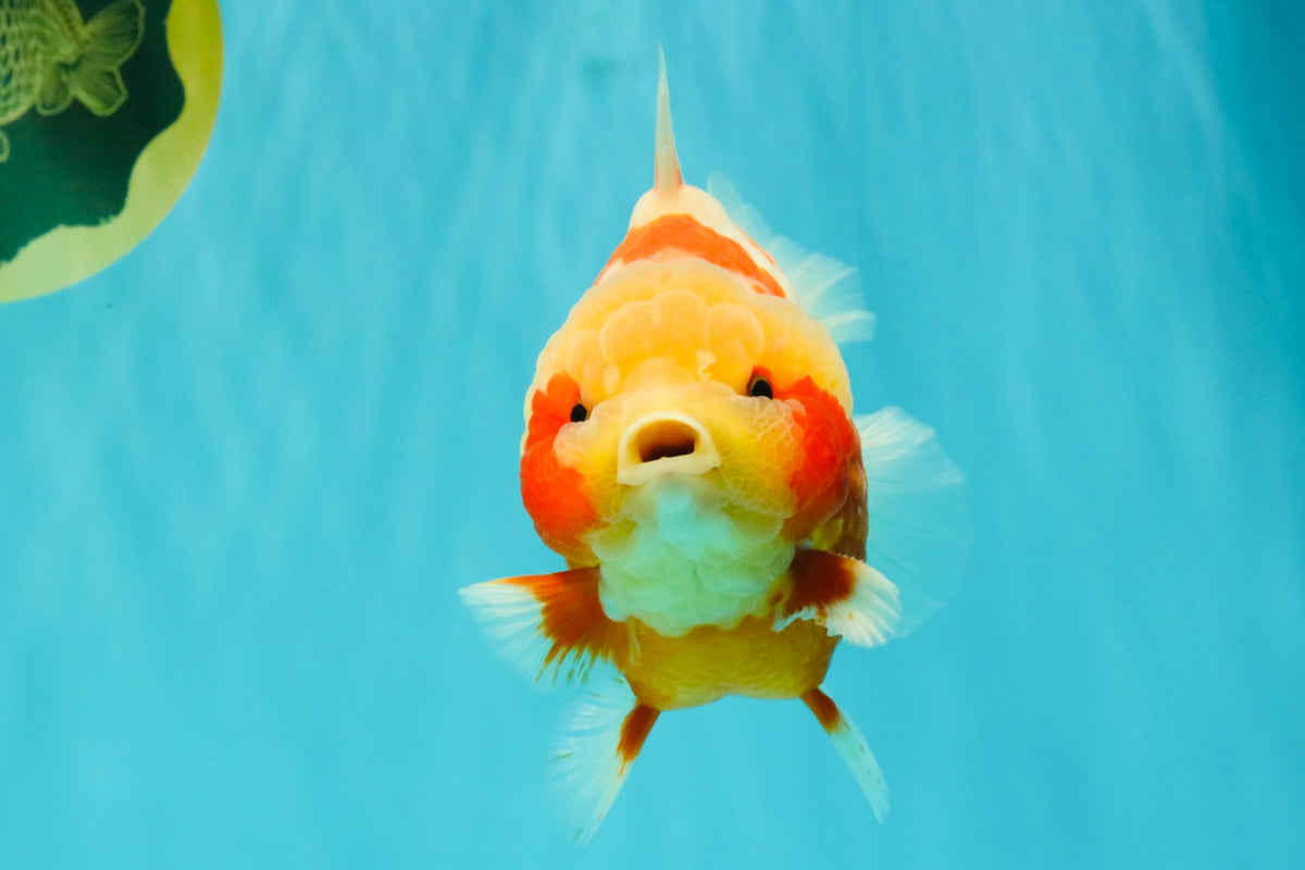 SUPER CUTE AAA Grade Strong Body Structure Kohaku Red White Yuanbao Male 6 inches #092526YB_12