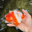 A Grade Kohaku Sakura Yuanbao Female 5 inches #100226YB_14