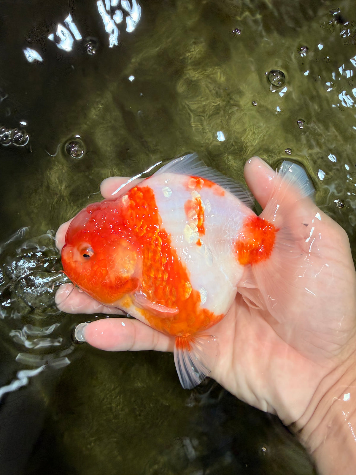 A Grade Kohaku Sakura Yuanbao Female 5 inches #100226YB_14