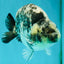 A Grade Tiger Ranchu Male 5.5 inches #080726RC_31