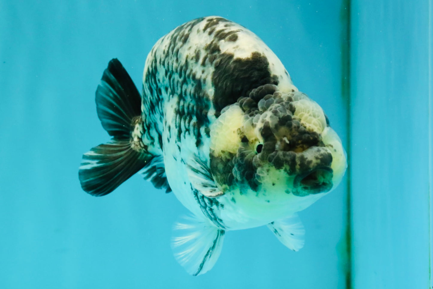 A Grade Tiger Ranchu Male 5.5 inches #080726RC_31