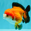 CHUBBY A Grade Apache Yuanbao Male 4.5 inches #051526YB_10