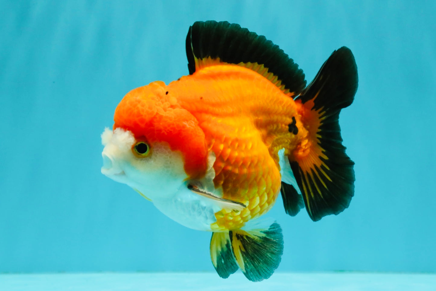 CHUBBY A Grade Apache Yuanbao Male 4.5 inches #051526YB_10