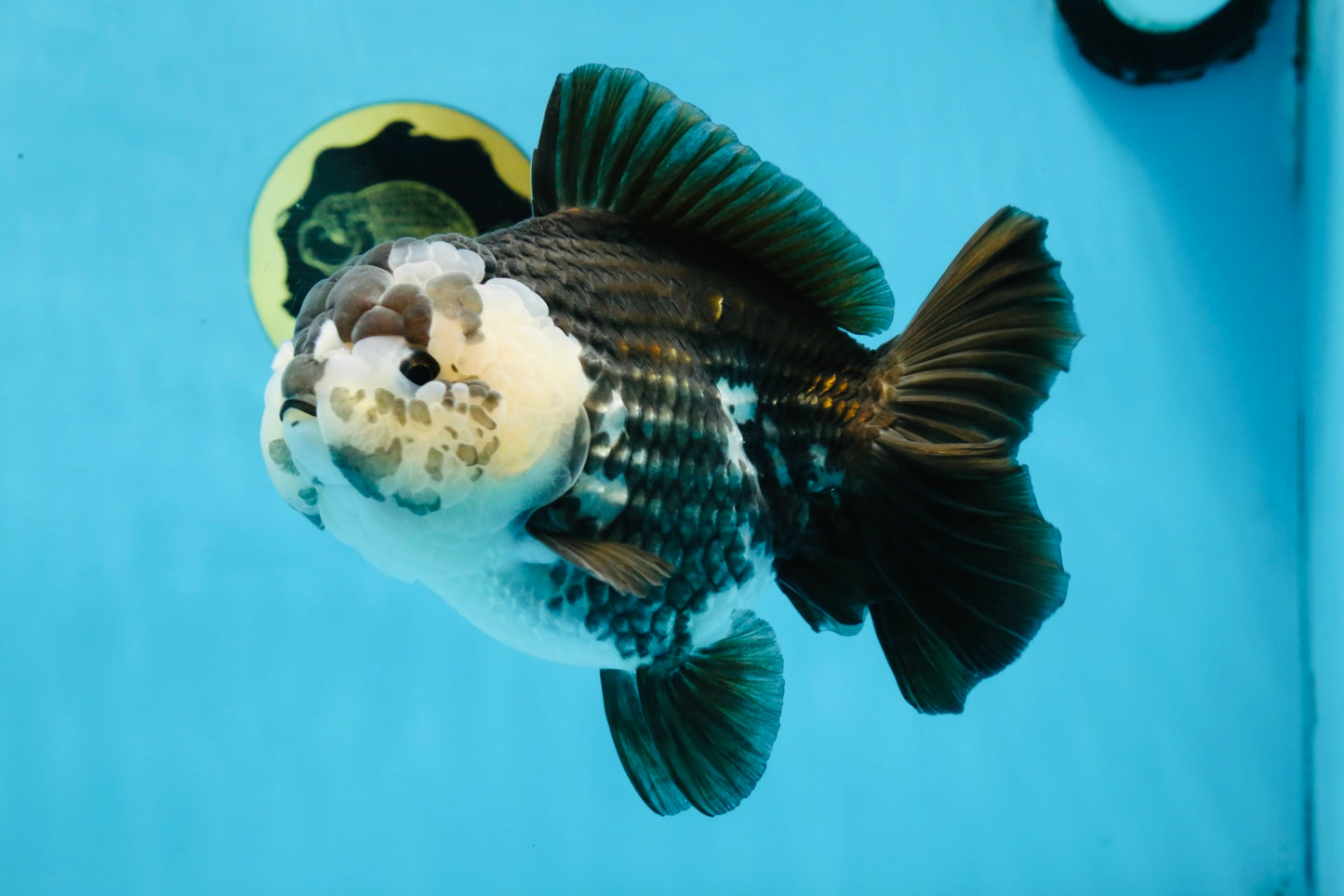 AAA Grade FLUFFY Panda Yuanbao Female 6-6.5 inches #100325YB_05