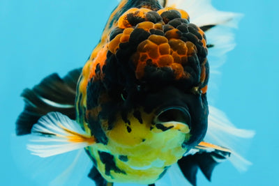 Tigre joven Godzilla Oranda macho de 5,5 pulgadas de grado de exhibición #0614OR_25