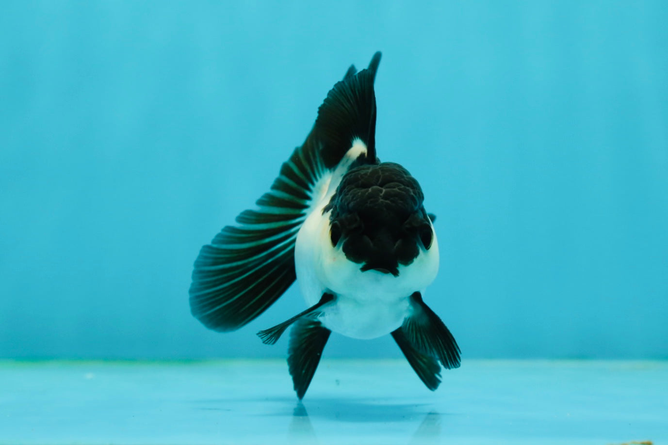 Panda Oranda Female 3.5 inches #1004OR_24