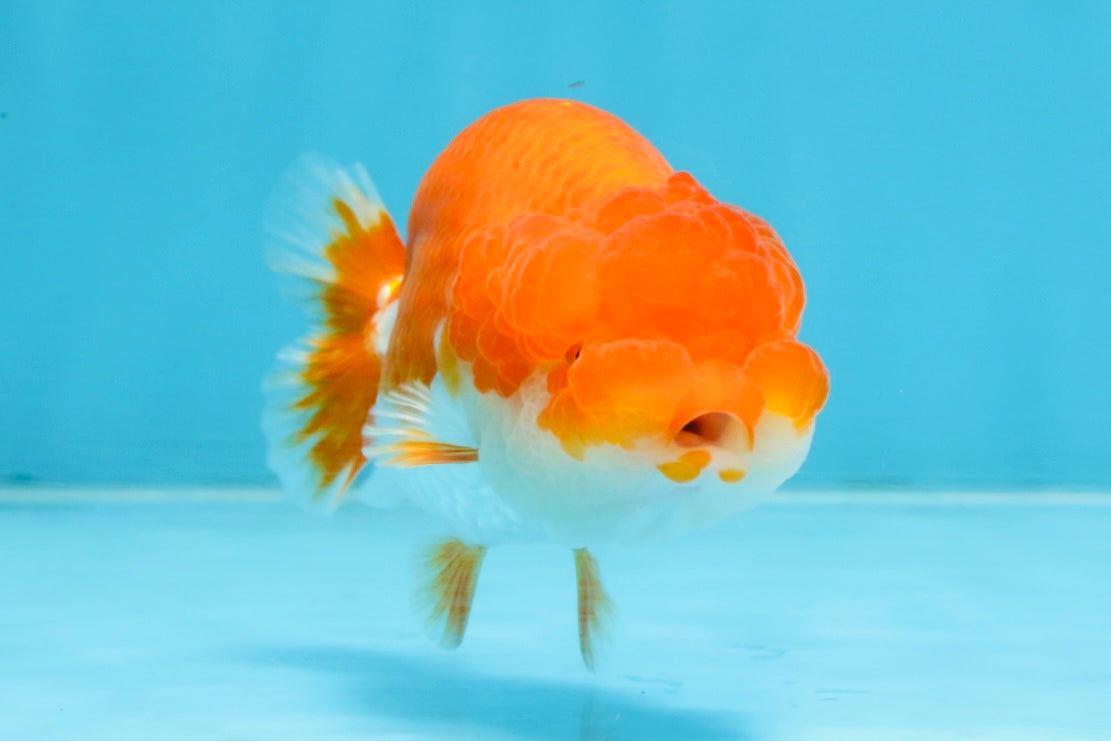 A Grade Red White LionQueen 4-4.5 inches #102425LC_15