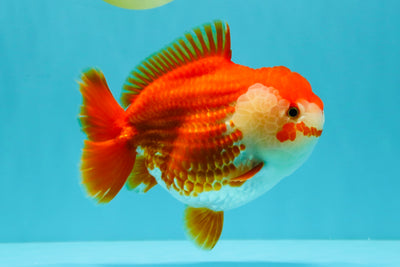 CHONKY AAA Grade Red White Yuanbao Female 6-6.5 inches #032026YB_25