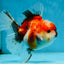 A Grade Chonky Sakura Oranda Female 5-5.5 inches #071125OR_11
