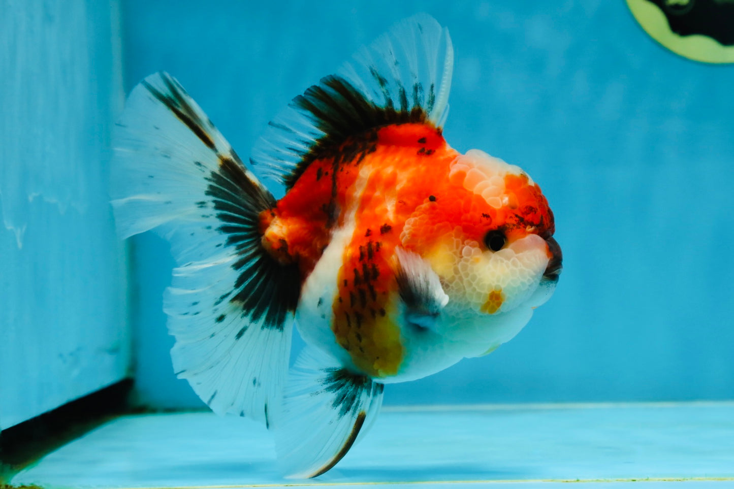 A Grade Chonky Sakura Oranda Female 5-5.5 inches #071125OR_11