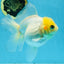 White Oranda Female 5.5 inches #111425OR_14