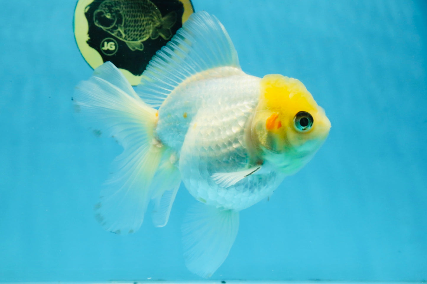 White Oranda Female 5.5 inches #111425OR_14