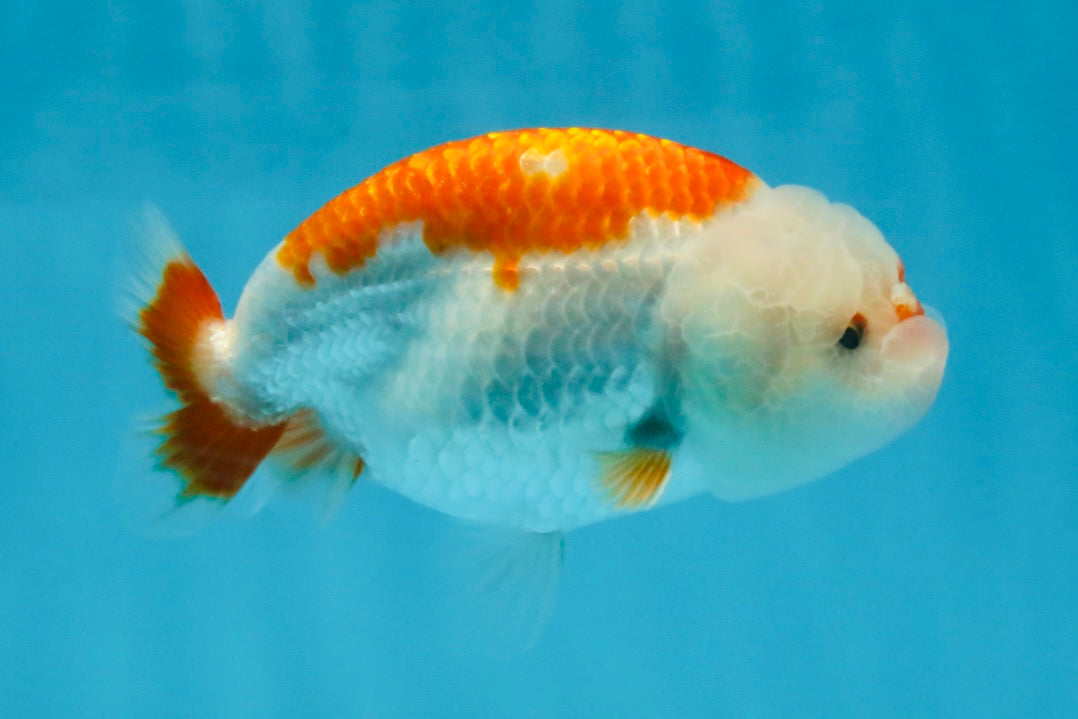 SANTA A Grade Red White LionQueen 4-4.5 inches #120525LC_12