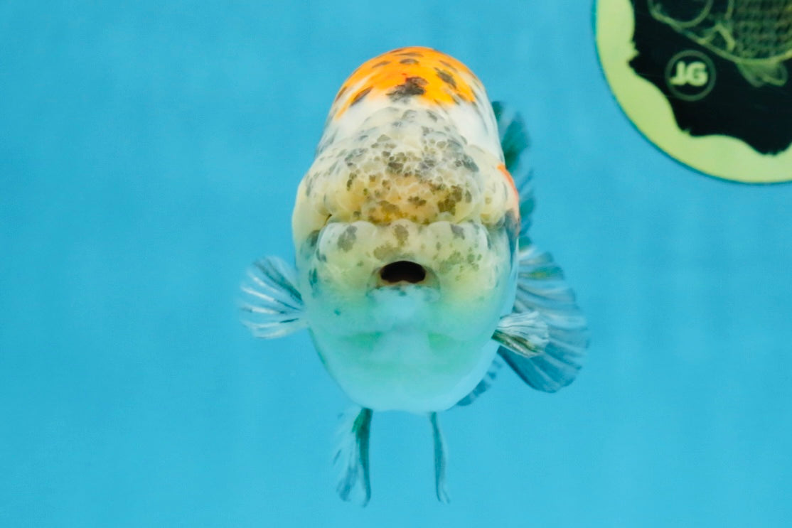 A Grade Tricolor Tiger LionKing 4.5-5 inches #112125LC_02