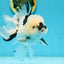 A Grade Panda Oranda Male 5.5 inches #120624OR_01