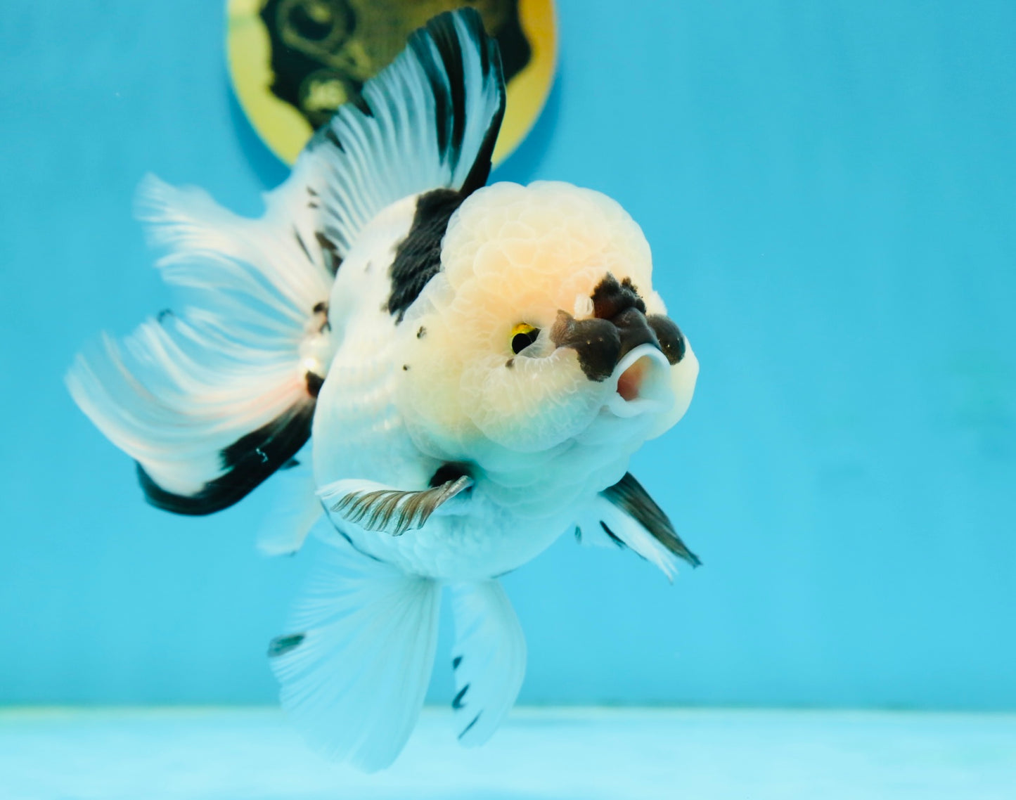 A Grade Panda Oranda Male 5.5 inches #120624OR_01