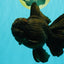 KING KONG AAA Grade Black Oranda Female 6.5-7 inches #100226OR_31