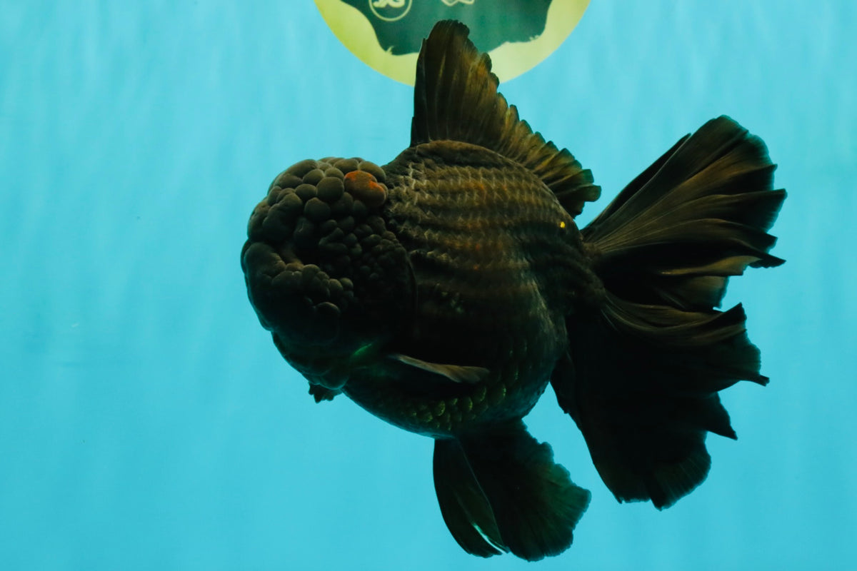 KING KONG AAA Grade Black Oranda Female 6.5-7 inches #100226OR_31