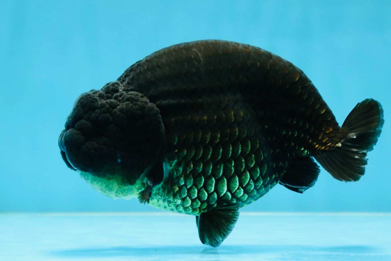 AAA Grade Strong Body Structure Godzilla Black LionKing 5-5.5 inches #051625LC_09