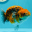 Ranchu Calico Tiger de qualité AAA à dossier haut, 4,5 à 5 pouces #0517RC_14