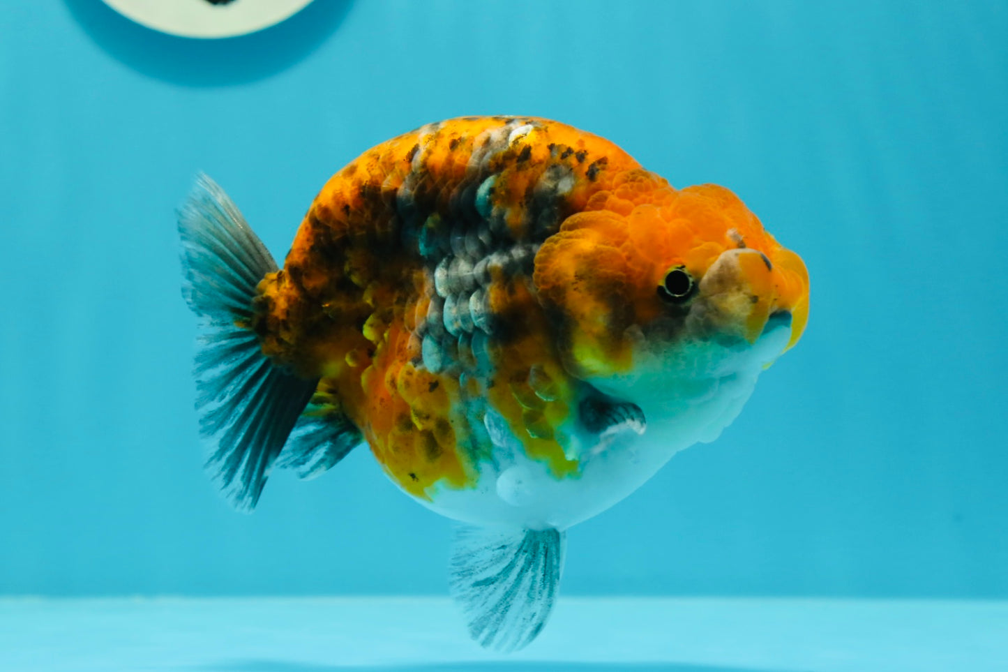 AAA Grade High Back Calico Tiger Ranchu 4.5-5 inches #0517RC_14