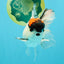 A Grade Tricolor Oranda Male 5.5 inches #030626OR_21