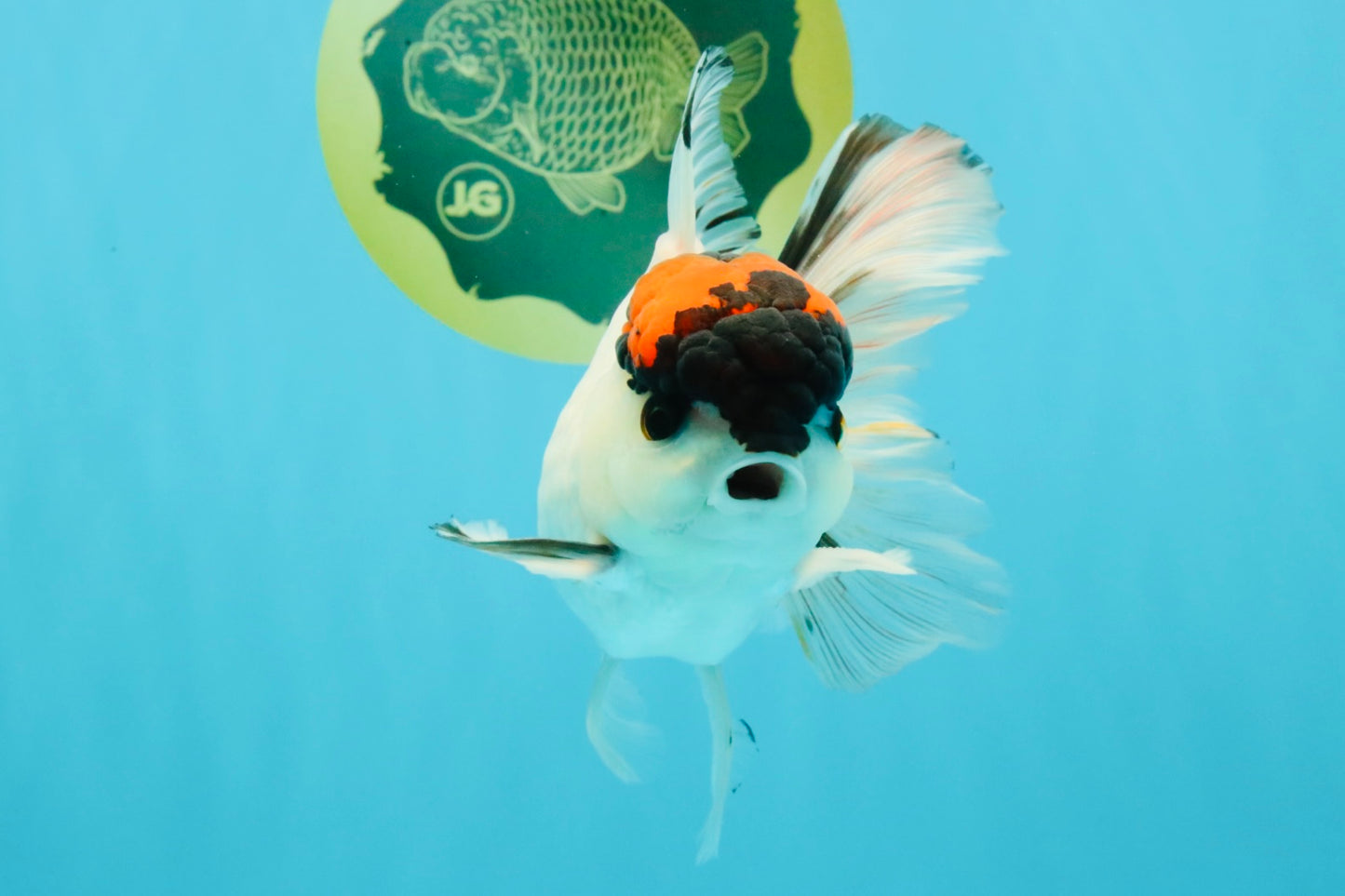A Grade Tricolor Oranda Male 5.5 inches #030626OR_21