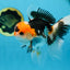 A Grade Tricolor Oranda Male 5 inches #082225OR_20