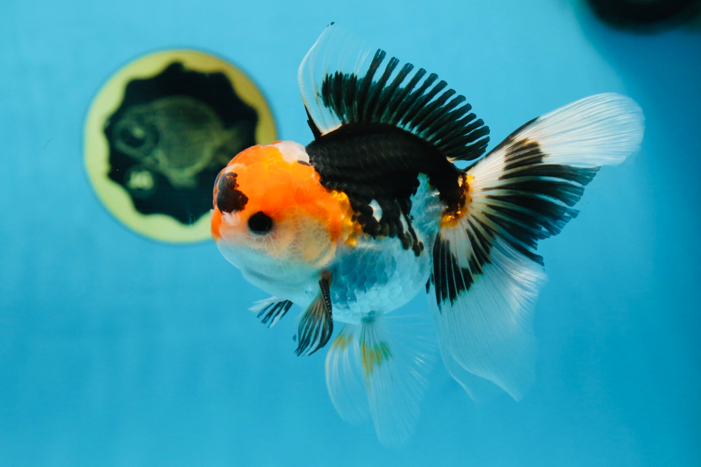 A Grade Tricolor Oranda Male 5 inches #082225OR_20