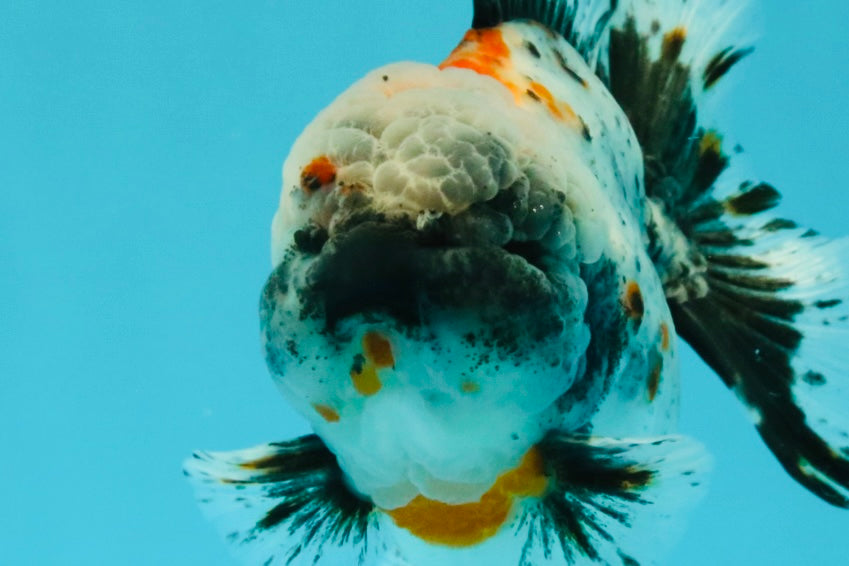 Calico Yuanbao Male 5 inches #032026YB_16