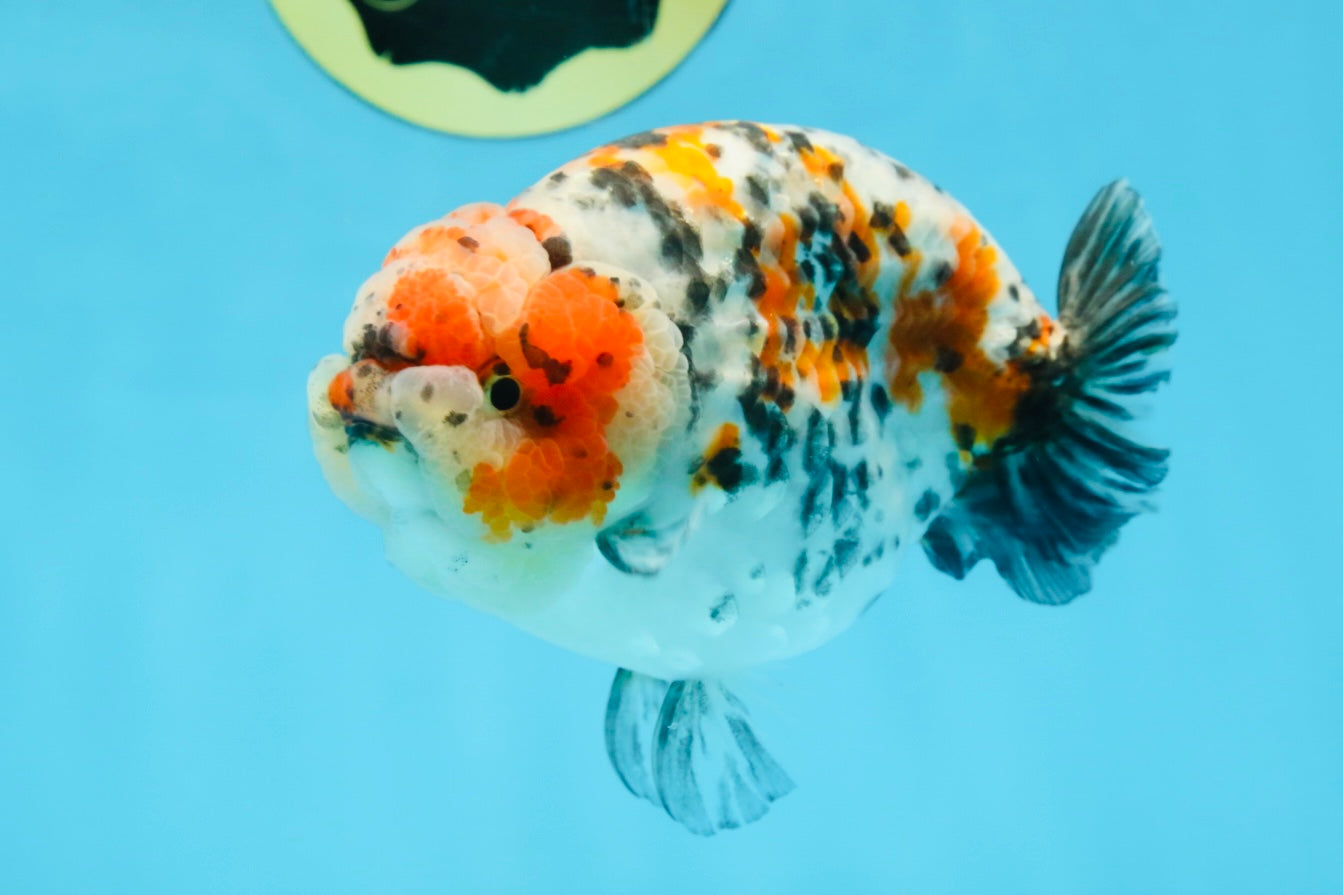 AAA Grade Special Calico LionKing 4.5-5 inches #101025RC_21