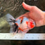 A Grade Marble Oranda Male 5-5.5 inches #061926OR_24
