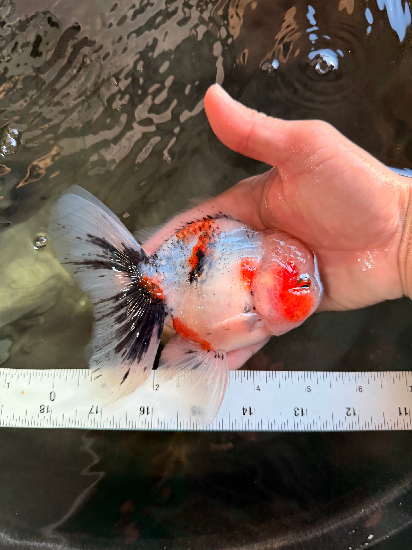 A Grade Marble Oranda Male 5-5.5 inches #061926OR_24