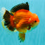 AAA Grade Apache Oranda Male 6.5 inches #071026OR_06