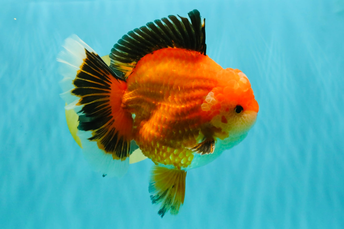 AAA Grade Apache Oranda Male 6.5 inches #071026OR_06