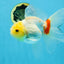Red White Oranda Female 5.5 inches #111425OR_18
