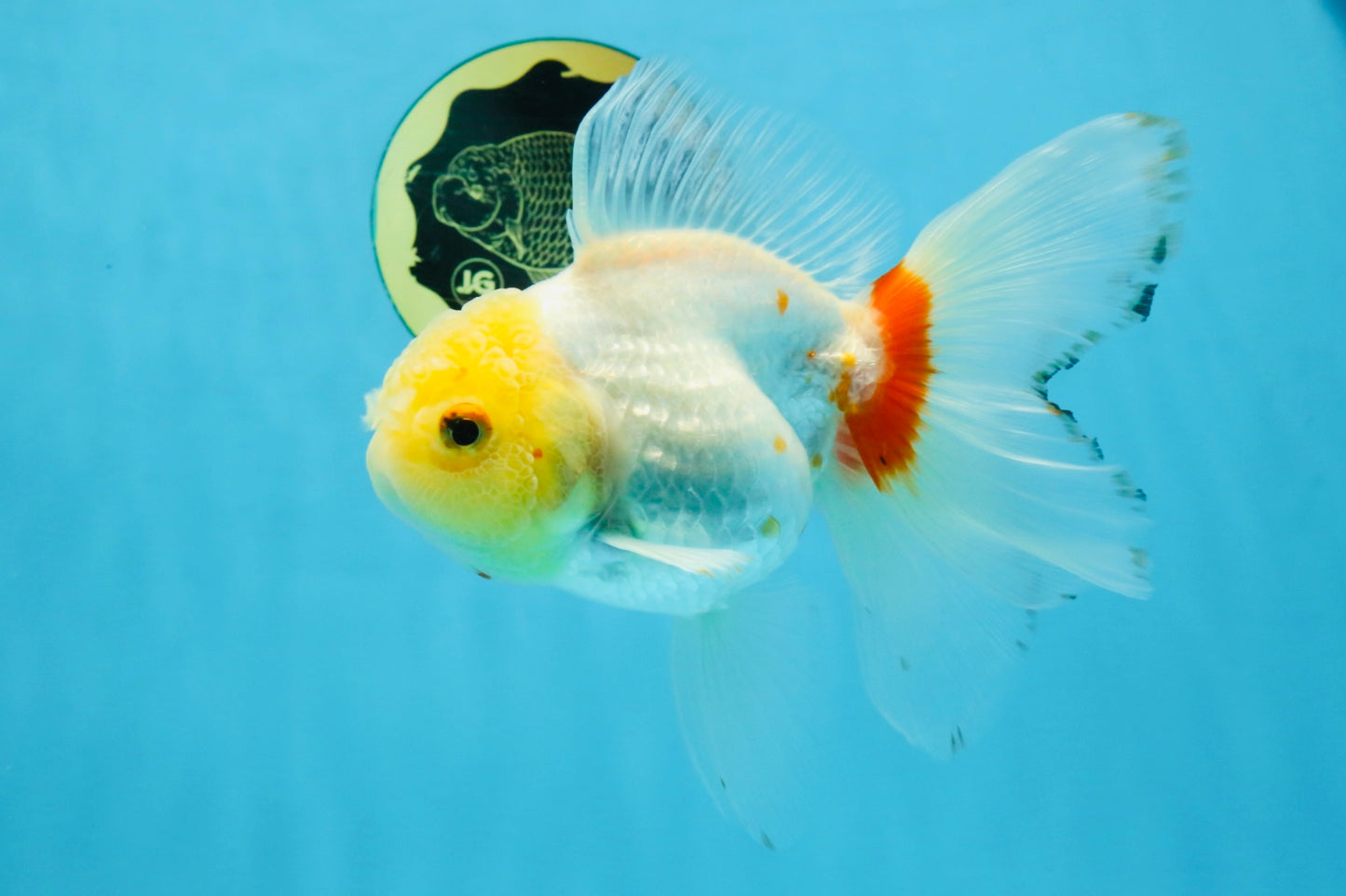 Red White Oranda Female 5.5 inches #111425OR_18