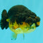 Apache Lionchu Female 4-4.5 inches #070326LC_31