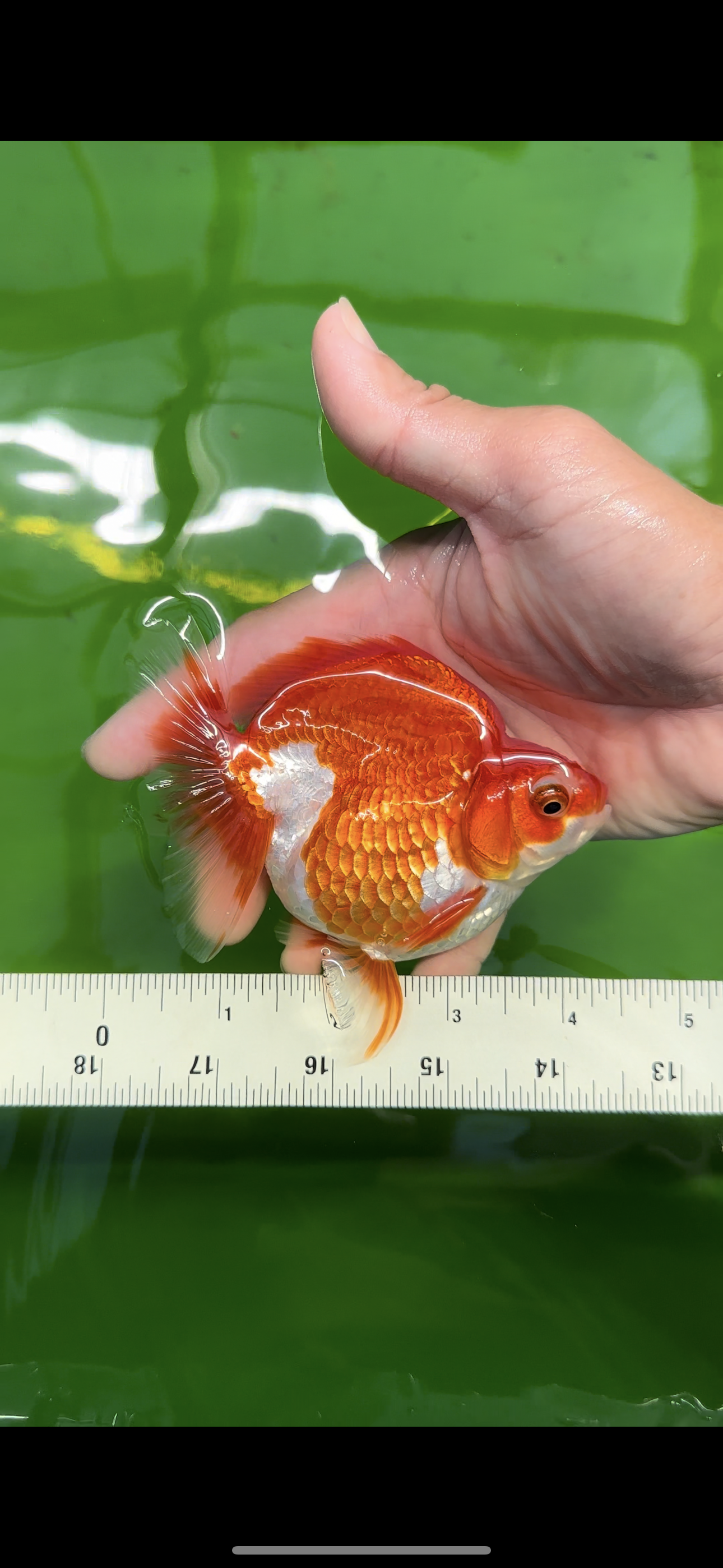 A Grade Pink Cheek Red White Ryukin Female 4.5 inches #0510RK_08