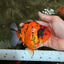ELVIS AAA Grade Kohaku Sakura Yuanbao Male 4.5-5 inches #092526YB_08