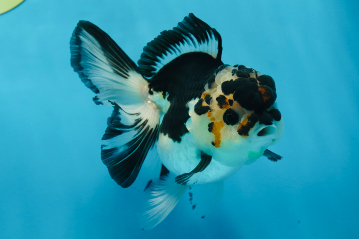 A Grade Panda Button Eyes Oranda Female 5 inches #081525OR_19