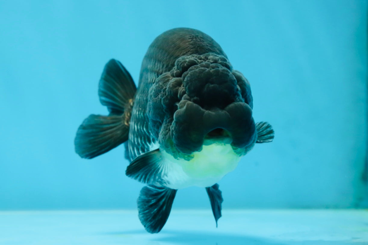 AAA Grade Black Blue LionQueen 4-4.5 inches #051625LC_03