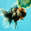 A Grade Real Calico Oranda Male 5.5 inches #062626OR_32