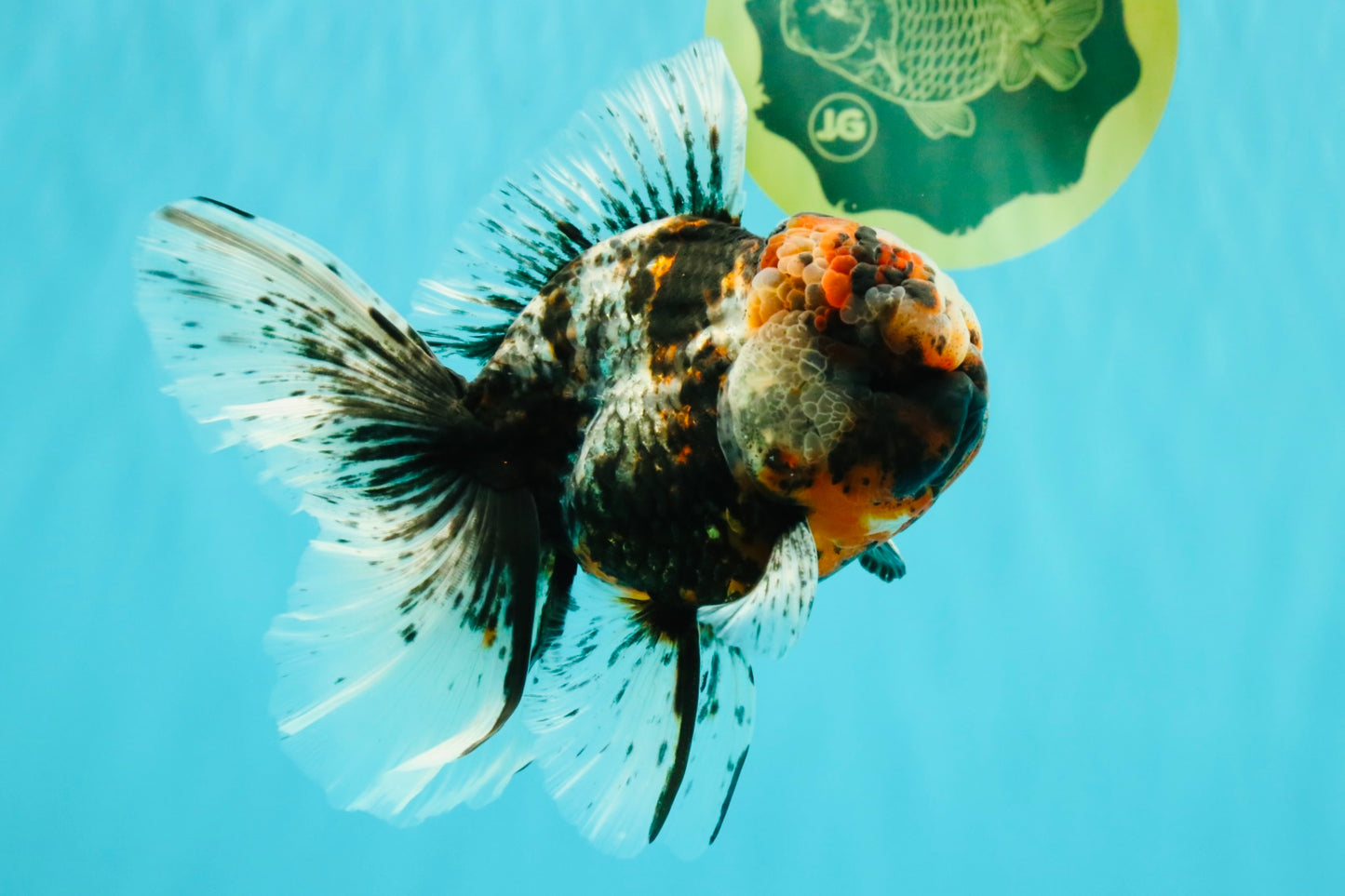 A Grade Real Calico Oranda Male 5.5 inches #062626OR_32