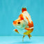 AAA Grade Red White Ryukin Male 4 inches #041726RK_05