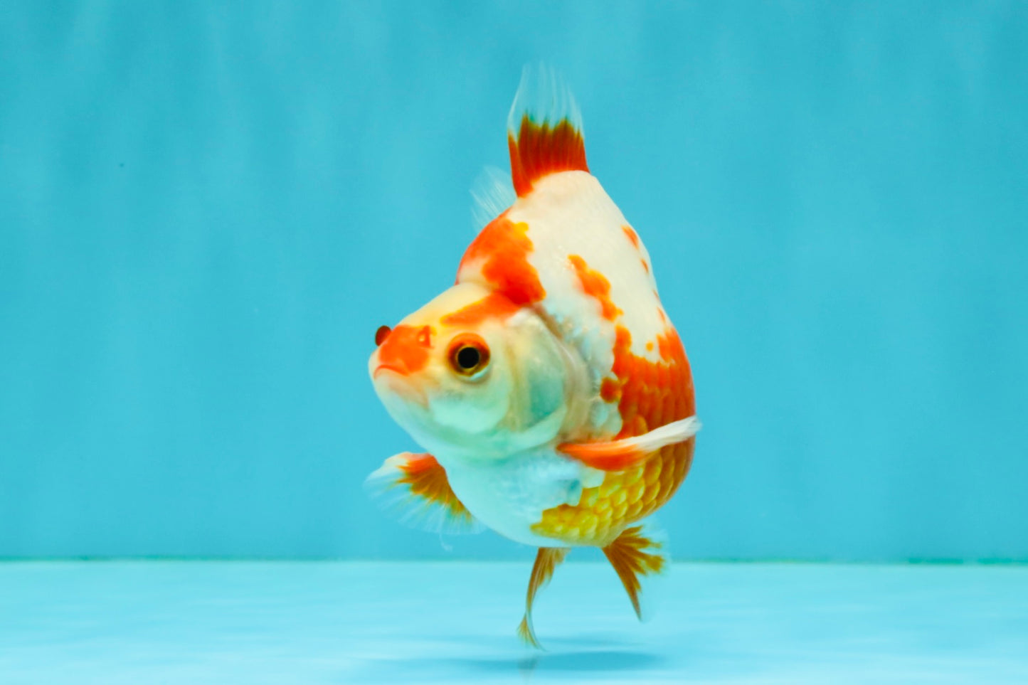 AAA Grade Red White Ryukin Male 4 inches #041726RK_05