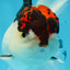 A Grade Tricolor Oranda Male 5 inches #060625OR_21