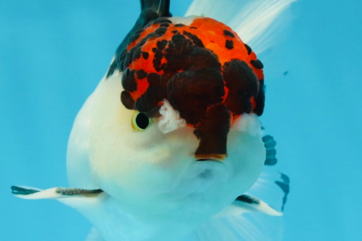 A Grade Tricolor Oranda Male 5 inches #060625OR_21